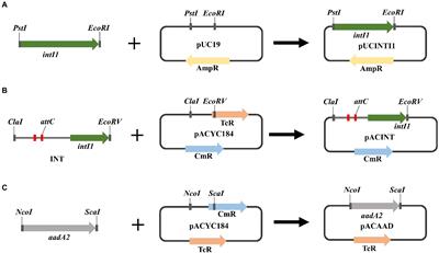 The large plasmid carried class 1 integrons mediated multidrug resistance of foodborne Salmonella Indiana